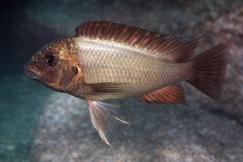 Petrochromis ephippium 'Kala'